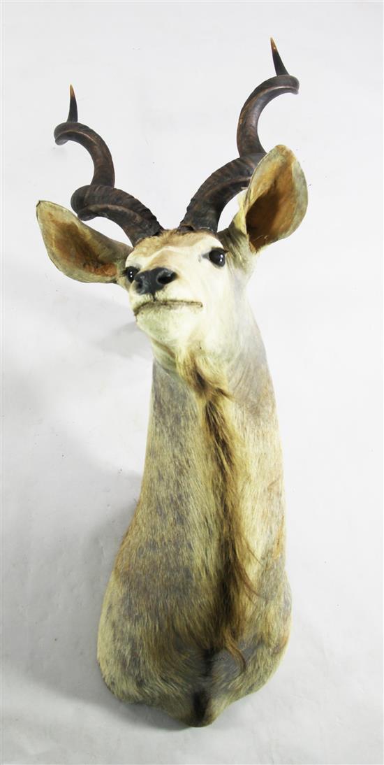 A large taxidermic Kudu trophy, 65in.